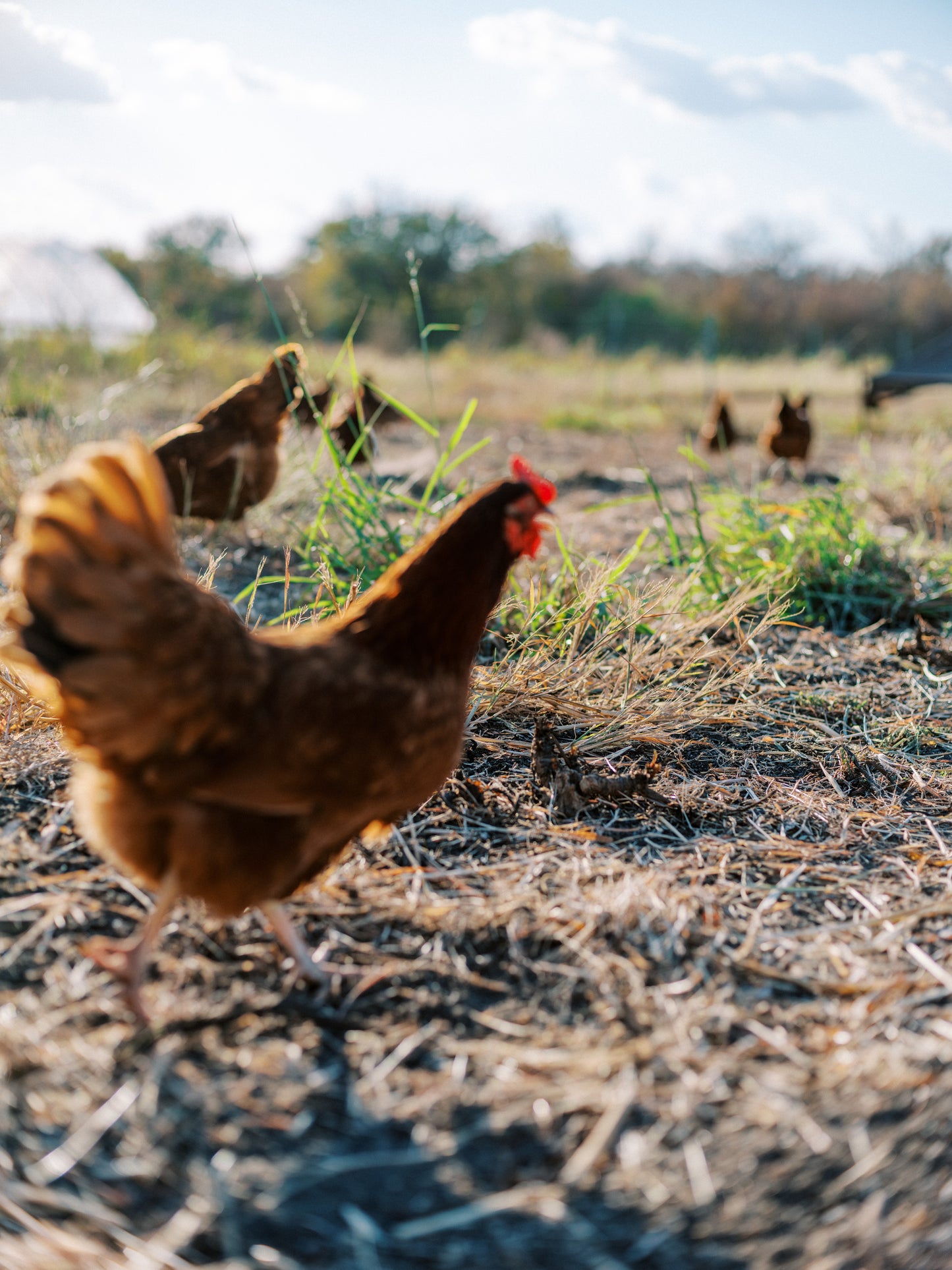 Winter 2026 CSA Subscription