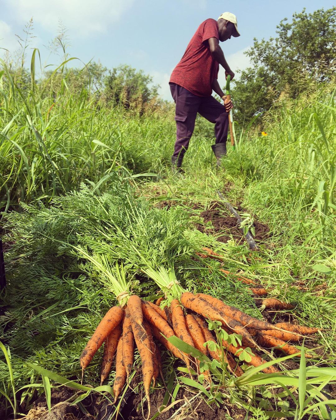 Fall 2024 Weekly CSA Subscription - 12 WEEKS