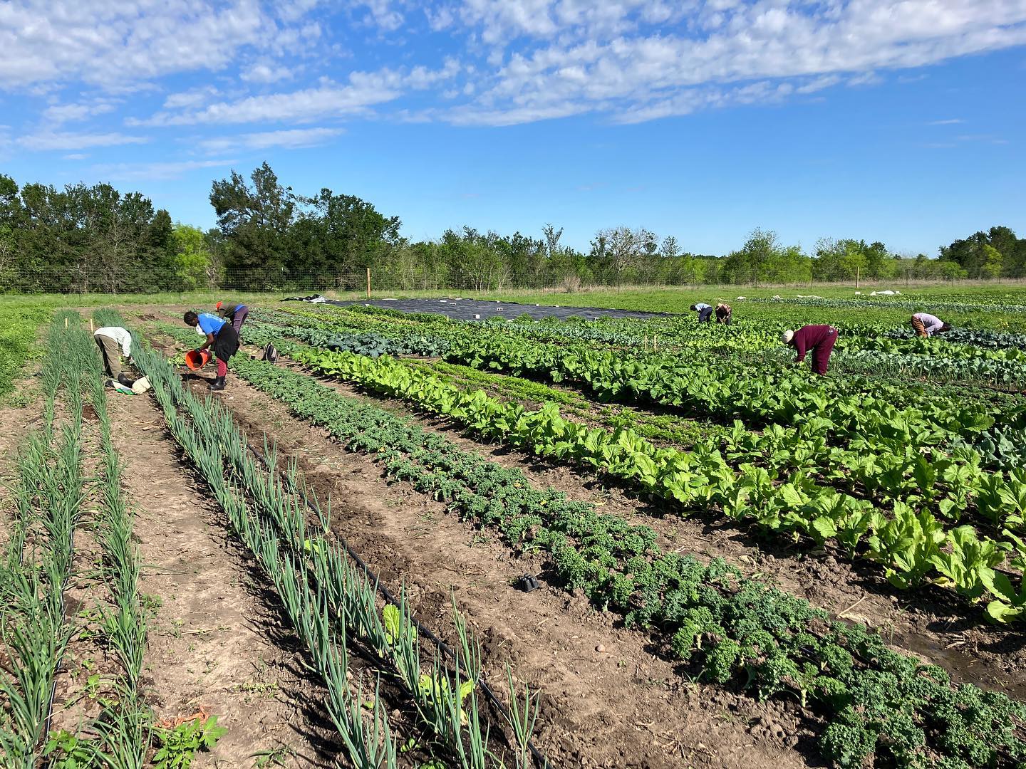 Fall 2024 Weekly CSA Subscription - 12 WEEKS